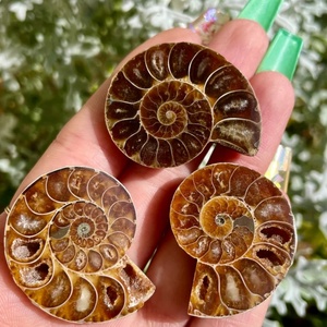 Fossile di Ammonite Naturale all'Ingrosso, Esemplare Minerale, Cristallo Decorativo per Casa e Regalo Festivo - Product Image 4