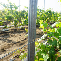 Poteau de treillis de qualité professionnelle pour les vignobles haut de gamme Alignement des dimensions constantes