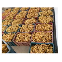 Cairo Fresh Premium Verse Egyptische Barhi Dadels Model Barhi-2025 Hoge Kwaliteit Natuurlijke Zoetheid Klaar voor Export naar Bangladesh