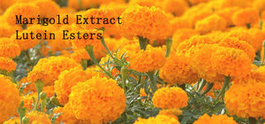 Richtek Ltd polvo de luteína 20%/10% 5% grado alimenticio aceite <span class=keywords><strong>Soluble</strong></span> colorante materia prima extracto de caléndula - Product Image 3