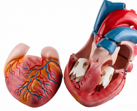 DARHMMY Nuevo Modelo de Corazón Anatómico Jumbo de PVC, Corazón Grande para Estudio de Anatomía, Hecho en China para Ciencias Médicas