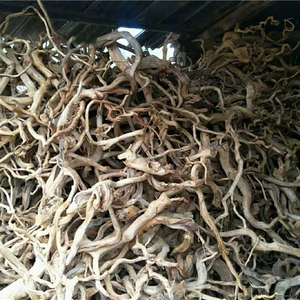 Groothandel Kwaliteit Geel Aquarium Azalea Wortel - Product Image 1