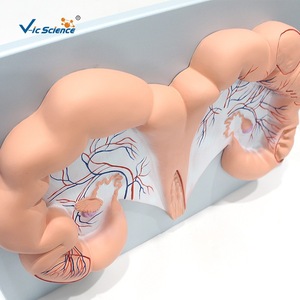 Modèle d'utérus de porc, Vic Education, modèle pédagogique médical et biologique - Product Image 2