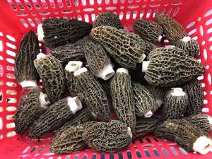 Оптовая Продажа, экспорт, свежие натуральные сублимационные сморчки Detan, сушеные черные сморчки - Product Image 4