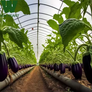 Grandes et <span class=keywords><strong>mini</strong></span> serres agricoles à faible coût Film d'acier en plastique PE métallique pour la <span class=keywords><strong>culture</strong></span> de légumes pour la <span class=keywords><strong>culture</strong></span> de plantes - Product Image 1