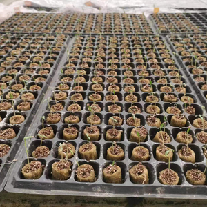 Высококачественная сельскохозяйственная система роста из каменной ваты, кубические пробки для рассады, клон каменной шерсти, 20x27 мм - Product Image 3