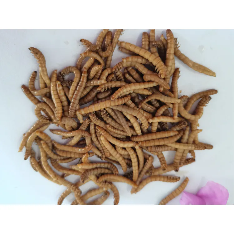 Azot ambalaj ile 2023 yıl yeni evcil hayvan gıda taze sarı Mealworms tavuk ve kertenkele gıda