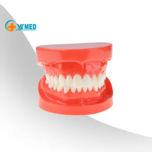 Enseñanza médica Plástico humano PVC Modelo de cuidado dental médico Modelo dental oral