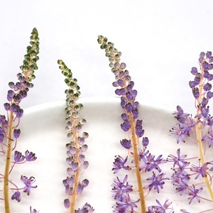 12 pièces/sac <span class=keywords><strong>Jacinthe</strong></span> japonaise pour cadre photo de mariage, fabrication de bougies en résine époxy, fleurs pressées - Product Image 2