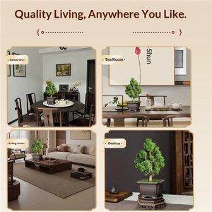 Bonsái Chino Senjumaru, Pino de Agujas Cortas, Pagoda de Cinco Niveles, <span class=keywords><strong>Resistente</strong></span> al Frío, para Interiores/Exteriores, Decoración de Patio al Estilo Chino - Product Image 3