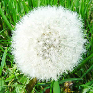 EOS/NOP Органическая сертификация с TC/ COI органический экстракт корня Одуванчика органический экстракт одуванчика - Product Image 3