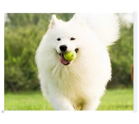 Meilleur lanceur de balles personnalisé pour chien lanceur de balles interactif