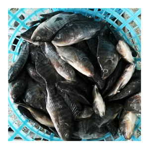 Tilápia Negra Congelada IQF de Origem Chinesa, 10 KGS, Venda Direta da Fábrica com Preço Competitivo - Product Image 1