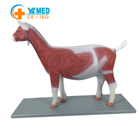 Modelo de Anatomía de Cabra de Fabricación Profesional, Modelo de Disección de Oveja y Cabra Desmontable con Músculos y Órganos para Educación Veterinaria