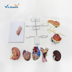 Modelo Anatómico de <span class=keywords><strong>Diabetes</strong></span> Tipo 2, Modelo de PVC para Ciencias Médicas, para Escuelas de Medicina y Hospitales - Product Image 4