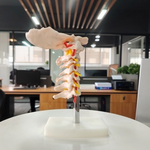Colonne vertébrale cervicale DARHMMY avec modèle de <span class=keywords><strong>squelette</strong></span> scientifique médical de l'artère <span class=keywords><strong>du</strong></span> <span class=keywords><strong>cou</strong></span> - Product Image 2
