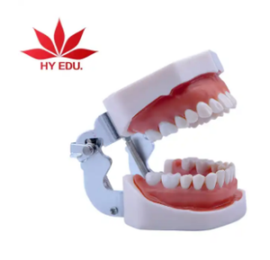 Enseñanza de dentistas demostración modelo de dientes de cuidado dental de plástico para suministro educativo - Product Image 6