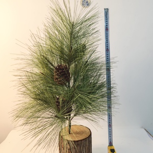 Chất lượng cao 60cm cây thông cây gỗ thực tế-Giả nhân tạo cây xanh hoa nhựa cho ngoài trời & văn phòng sử dụng mà không cần nồi - Product Image 6