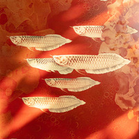 Tableau mural en bois massif avec neuf figurines de poissons, cadre en noyer importé, cœur en laiton, nouveau style chinois, décoration de luxe pour salon et couloir