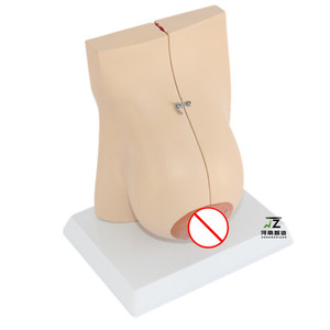Modèle d'enseignement avancé en PVC grandeur nature pour l'anatomie mammaire et la lactation, destiné aux écoles et aux hôpitaux - Product Image 4