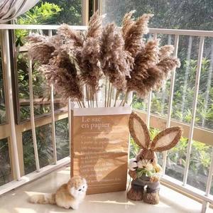 Herbes des marais séchés de la maison, 60 pièces (Y027), plantes naturelles brunes, pour un mariage, bon marché - Product Image 1