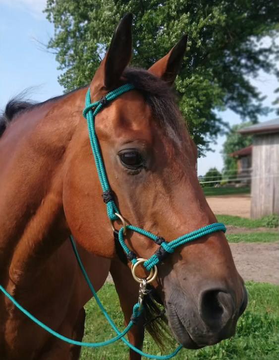 Lunghina Per Cavalli In Cotone - 2 Metri, Rosa, Con Gancio Antipanico, Per Cavalli/Pony