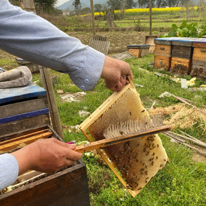 BEESTAR crema <span class=keywords><strong>de</strong></span> nieve <span class=keywords><strong>de</strong></span> alto grado <span class=keywords><strong>miel</strong></span> cruda pura natural producto orgánico crudo <span class=keywords><strong>de</strong></span> China flores <span class=keywords><strong>de</strong></span> <span class=keywords><strong>canola</strong></span> <span class=keywords><strong>miel</strong></span> Natural - Product Image 4