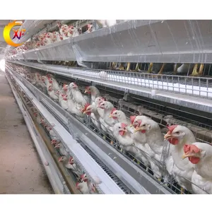 Tự động chăn nuôi gia cầm hệ thống h-loại trứng lớp gà lồng