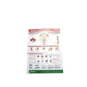 Medico 3D Del Corpo Umano Modello di Anatomia Poster di Plastica Poster Digitale di Stampa di Carta e Cartone Su Misura In Pvc 1000 pezzi 10 Giorni