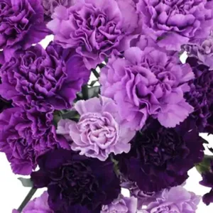 <span class=keywords><strong>Semillas</strong></span> de Clavel Morado al por Mayor, Mezcla de Colores Morado Oscuro y Claro, Otras Flores Decorativas, Plantas para Decoración del Hogar - Product Image 2