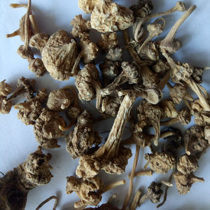 Zhu zi shen naturel séché Panax japicus <span class=keywords><strong>var</strong></span>. Racine de rhozome majeure pour herbe - Product Image 5