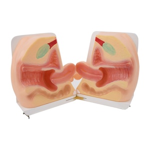 Maniquí Uterino de Tamaño Real para Guía Anticonceptiva Femenina, Modelo de PVC Avanzado para Entrenamiento Médico en Escuelas y Hospitales - Product Image 1