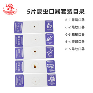 Juego de 5 piezas de juguetes educativos para niños: microscopio para observar las partes bucales, las patas, las alas y el cristal de los insectos. - Product Image 1