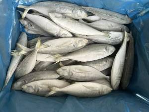 Peixe Cavala Congelado de Alta Qualidade - Mais Vendido para Alimentos Enlatados - Product Image 6