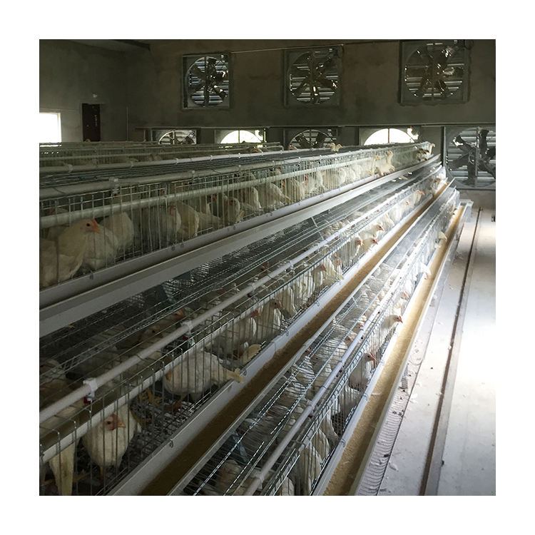 Automated Feeding Devices for Laying Hens - Poultry Cages