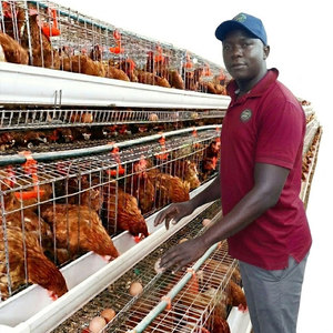 Jaulas de batería para gallinas ponedoras, 96-160 aves, para granjas avícolas, diseño galvanizado en caliente, para la producción de <span class=keywords><strong>huevos</strong></span> - Product Image 1