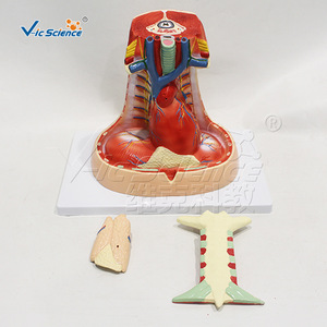 Modèle d'anatomie médastrienne humaine, modèle en 3 parties pour l'enseignement et la démonstration des systèmes cardio-pulmonaires et vasculaires. - Product Image 4