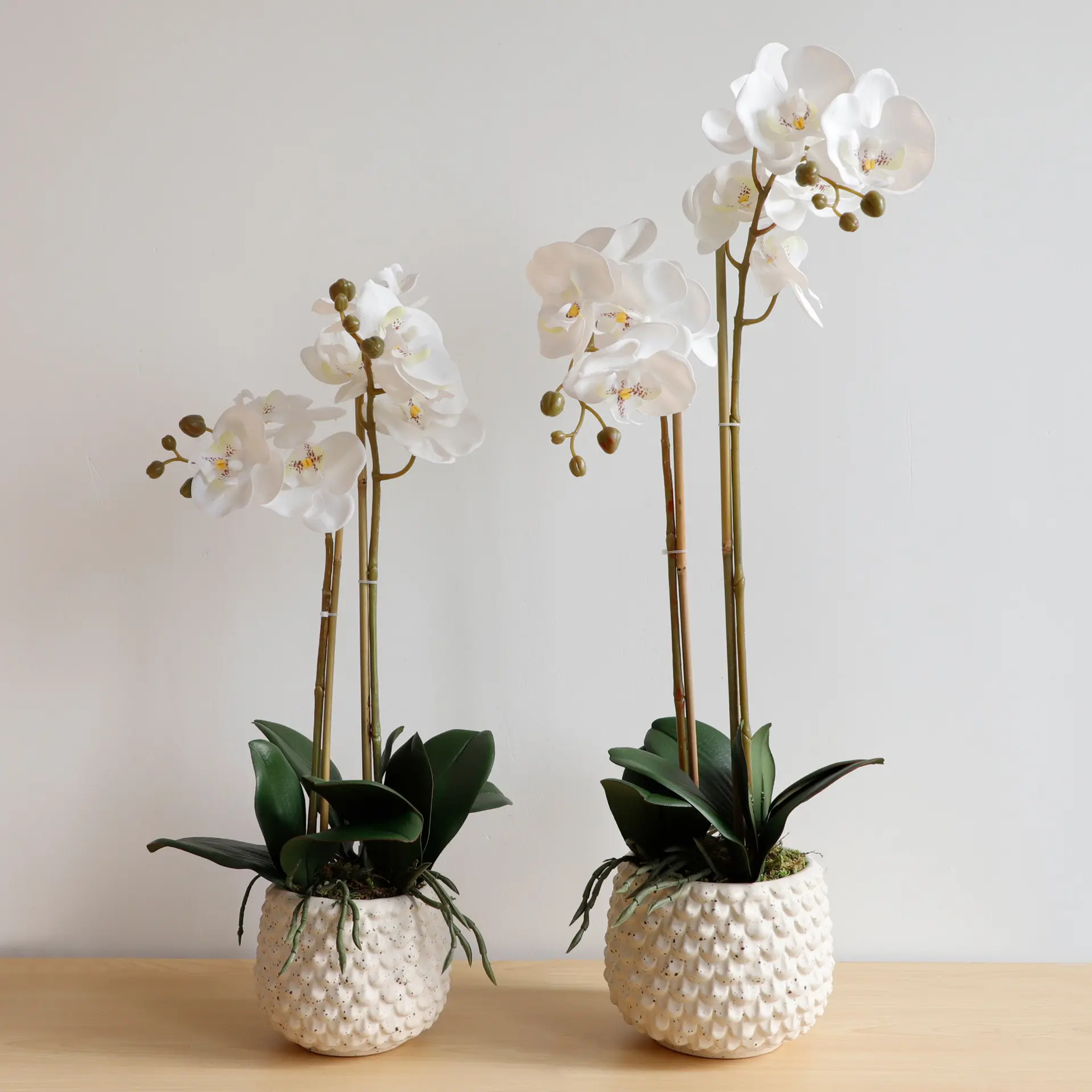 Promoção de portuguese, Compras Online de portuguese Promocionais - natural  de orquídeas em vasos.alibaba.com