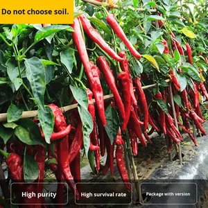 Peperoncino Rosso Dorato Essiccato: <span class=keywords><strong>Semi</strong></span> <span class=keywords><strong>di</strong></span> Peperoncino Piccante Estremo per Semina Primavera-Estate - Verdura Super Piccante - Product Image 4
