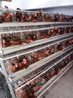 Cage pour poules pondeuses