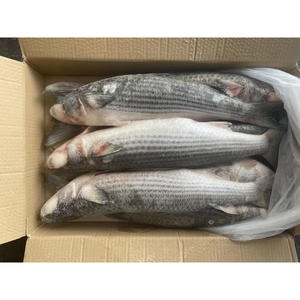 <span class=keywords><strong>ปลา</strong></span>กระบอกสีเทาแช่แข็งอาหารทะเลแช่แข็ง - Product Image 1