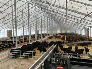 Structure en acier pour l'élevage de 5 000 vaches - Product Image 4