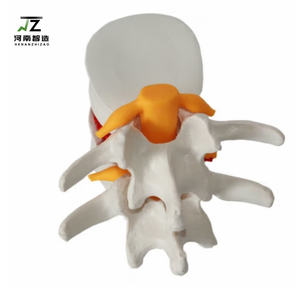 Modelo de Columna Vertebral Interlumbar Humana de Alta Calidad, Modelo Óseo para Enseñanza Médica - Product Image 4