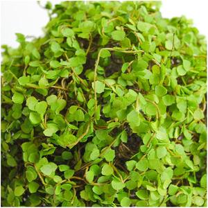 Plante Artificielle en Plastique Verte Suspendue Nouveauté 2026 – Articles de Décoration Intérieure, Grande Décoration Ornamentale pour Abri de Jardin et Mousse - Product Image 4