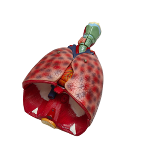 Modelo de Órganos Humanos para la Enseñanza de Biología, Modelo de Anatomía del Sistema Respiratorio y Cardiopulmonar Humano - Product Image 1