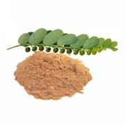 Extrait sec de Phyllanthus Niruri Bhuiamla de qualité supérieure, poudre naturelle d'ingrédient botanique à base de plantes pour le bien-être et les compléments nutritionnels