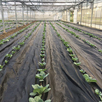 Fabrication de rouleau de tissu tissé en PP couvre-sol noir pour l'aménagement paysager tapis de contrôle des mauvaises herbes avec service de coupe