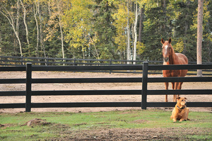 Bjun 3 قضبان <span class=keywords><strong>PVC</strong></span> البلاستيك الفينيل في الهواء الطلق مزرعة الحصان المبارزة الصين الصانع بالجملة اللون الأسود - Product Image 3