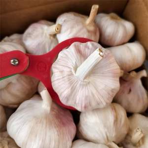 <span class=keywords><strong>Ajo</strong></span> Blanco Puro y Fresco Natural en Venta a Bajos Precios 5.0cm 5.5cm Fábrica de <span class=keywords><strong>Ajo</strong></span> Jining - Product Image 6