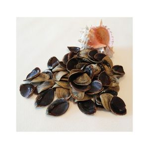 Conchas de Caracol seco, conchas de mar, precio barato - Product Image 4